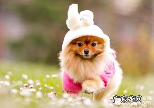 小狗觉得功能查验