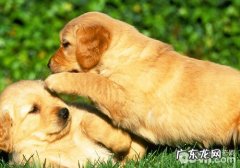 小狗鼻窦炎怎么处理