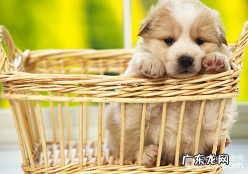 什么难题说明小狗很有可能有糖尿病患者