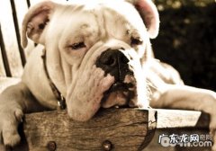 【诊疗攻略大全】犬尿道感染解决