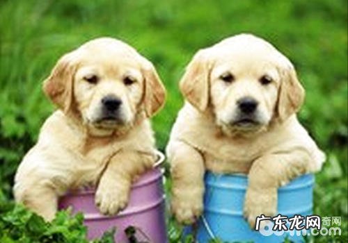 造成犬心脏病的缘故及防止