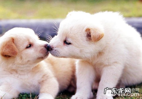 如何预防小狗咽喉炎