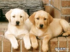 如何预防小狗咽喉炎