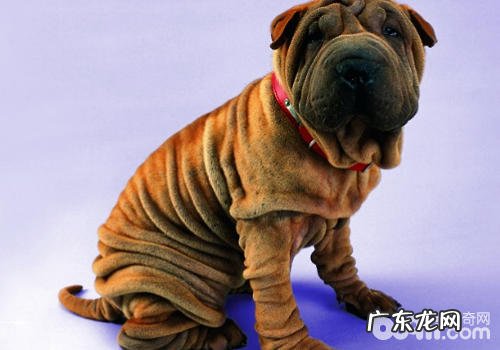 小狗前腿关节易出現什么难题