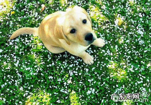 小狗前腿关节易出現什么难题