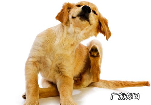 在家里预防狗狗跳蚤的方法