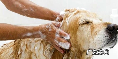 小狗常见的皮肤病有什么