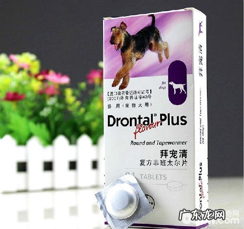 犬心保和拜宠清该选哪一个