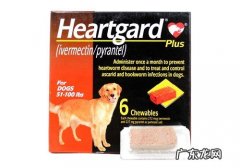 犬心保会出现不良反应吗？