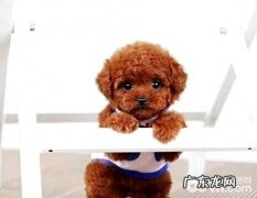 泰迪犬必须绝育手术吗