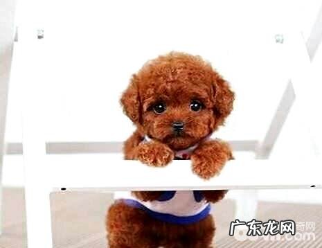 泰迪犬必须绝育手术吗