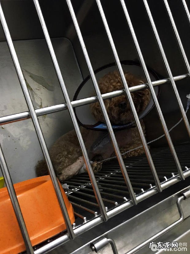 泰迪犬股骨坏死的医治工作经验