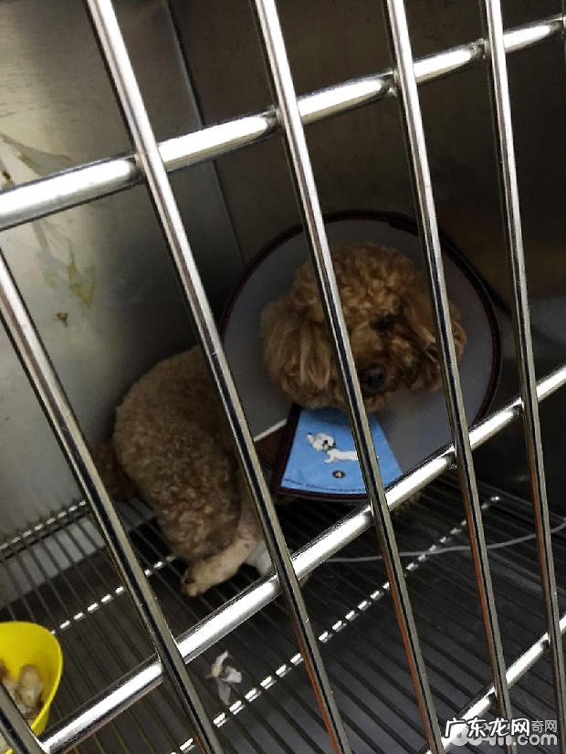 泰迪犬股骨坏死的医治工作经验