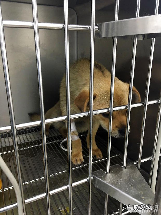 中华田园犬子宫蓄脓的医治