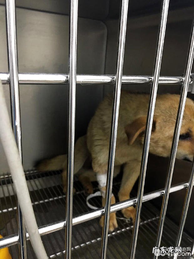 中华田园犬子宫蓄脓的医治