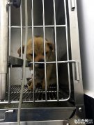 中华田园犬子宫蓄脓的医治