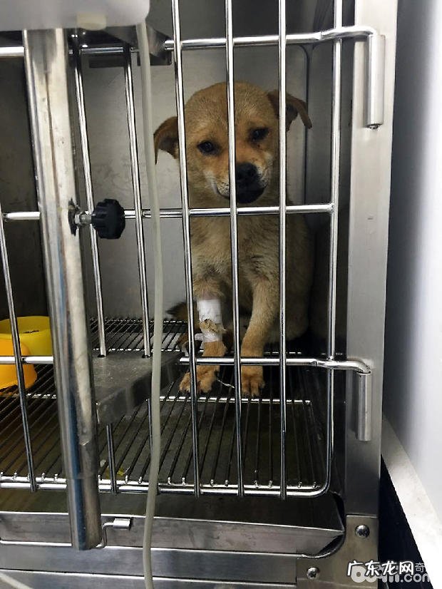 中华田园犬子宫蓄脓的医治