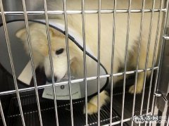 萨摩耶胃内脏东西的确诊与医治