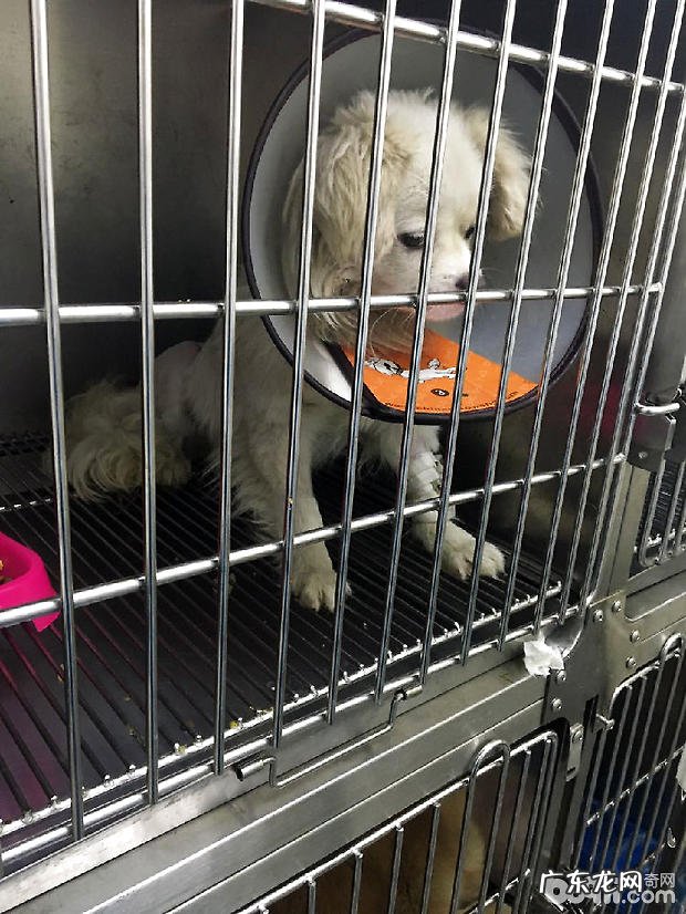 犬髋关发育不全的确诊与医治