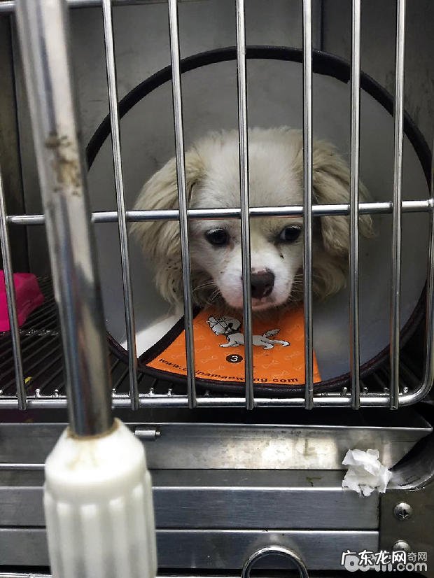 犬髋关发育不全的确诊与医治