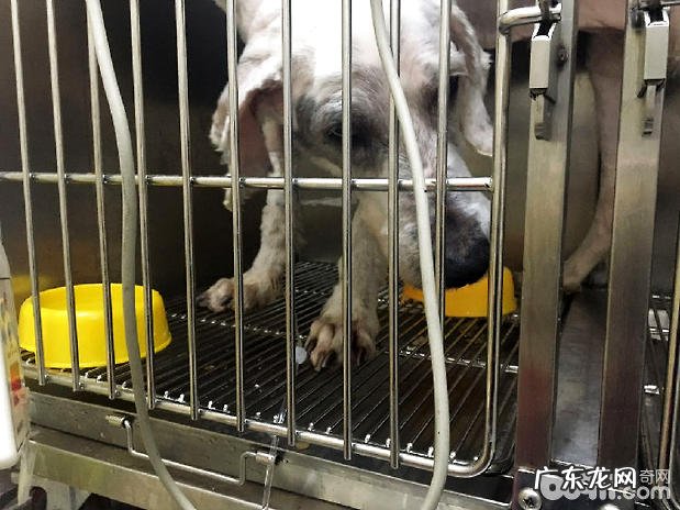 古牧犬比较严重急性胃扩张的医治