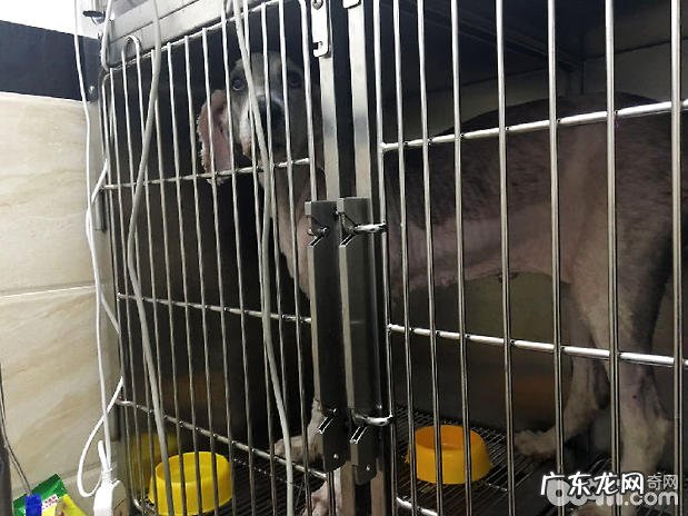 古牧犬比较严重急性胃扩张的医治