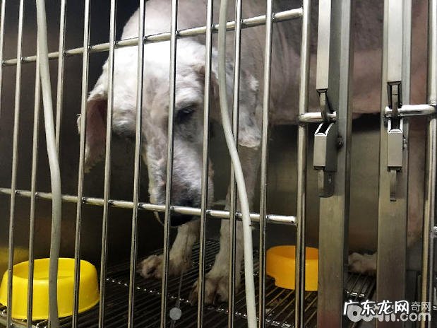 古牧犬比较严重急性胃扩张的医治