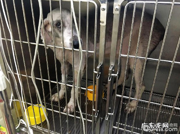 古牧犬比较严重急性胃扩张的医治