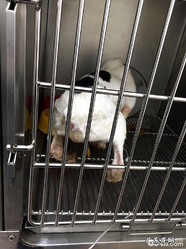 法国斗牛犬尿路结石的手术医治