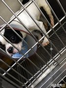 法国斗牛犬尿路结石的手术医治