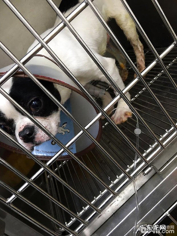 法国斗牛犬尿路结石的手术医治