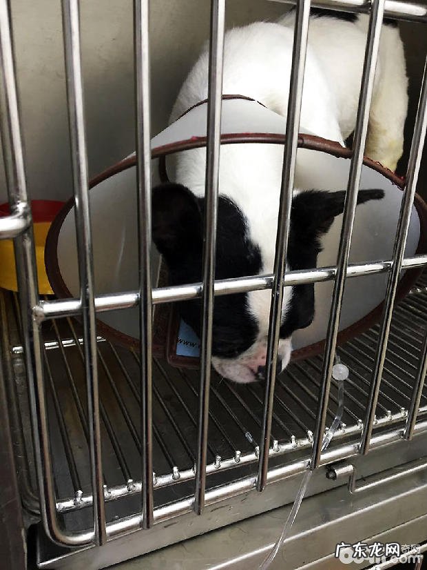 法国斗牛犬尿路结石的手术医治