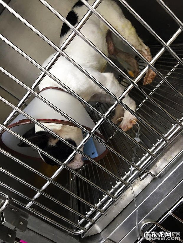 法国斗牛犬尿路结石的手术医治