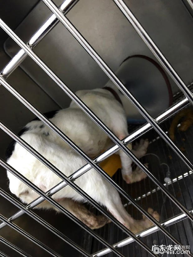 法国斗牛犬尿路结石的手术医治