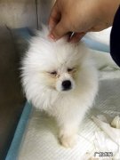 博美犬的角膜炎的医治感受