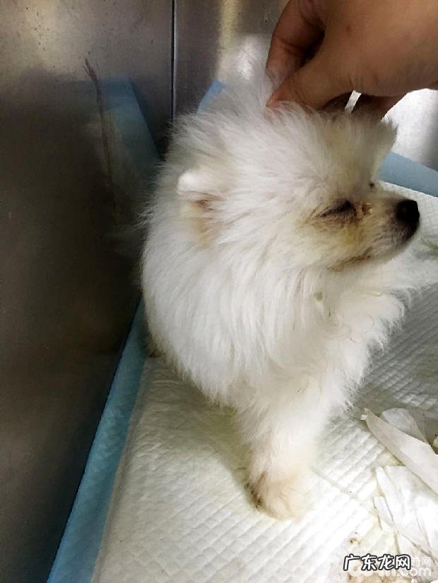 博美犬的角膜炎的医治感受