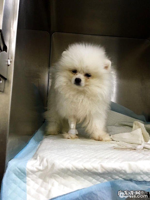 博美犬的角膜炎的医治感受