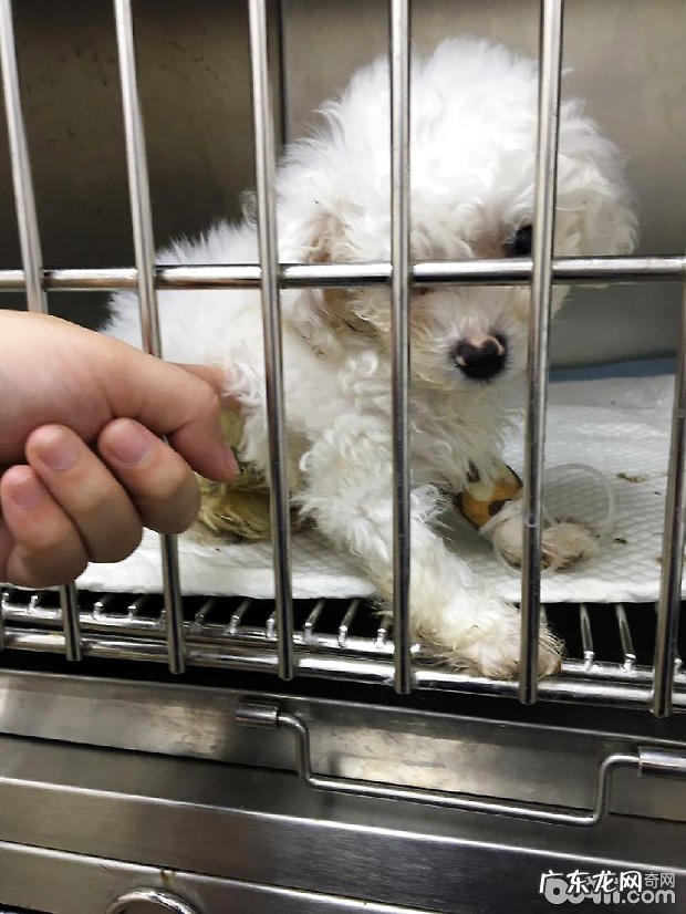 比熊细小病毒病的治疗