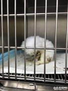 比熊细小病毒病的治疗