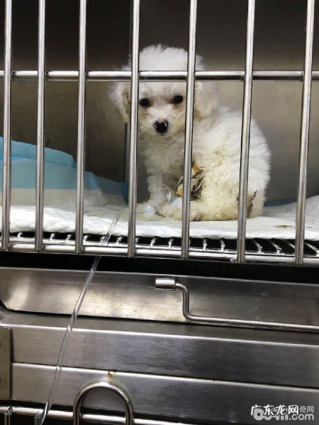 比熊细小病毒病的治疗