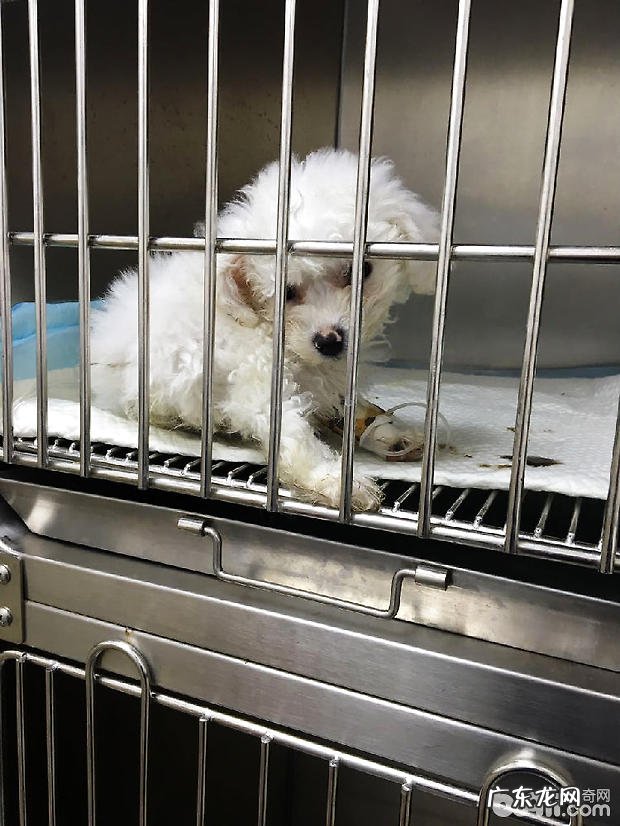 比熊细小病毒病的治疗