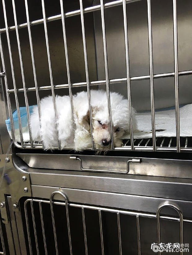 比熊细小病毒病的治疗