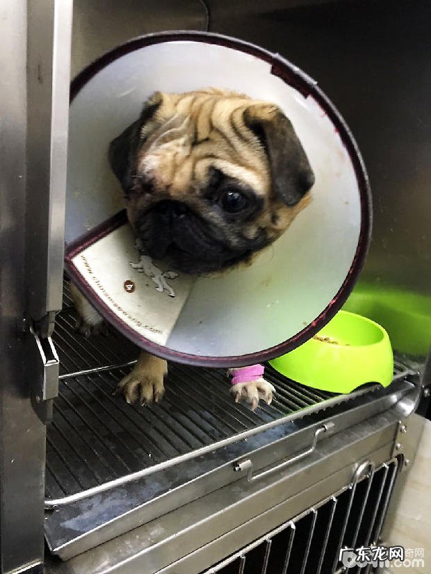 八哥犬目光切除术