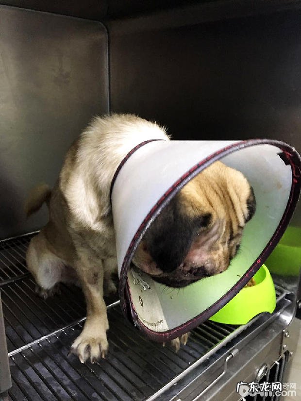 八哥犬目光切除术