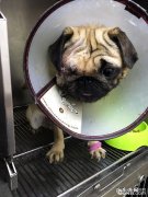 八哥犬目光切除术