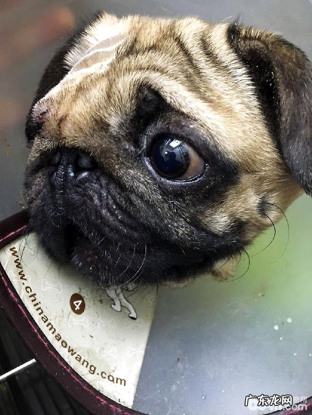 八哥犬目光切除术