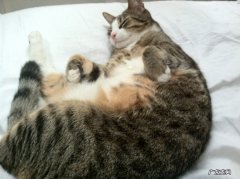 你好，我在使用减肥糖果，吃维生素c会不会有影响