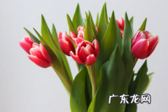 抖音小店可以开通巨量百应吗？有哪些优势？