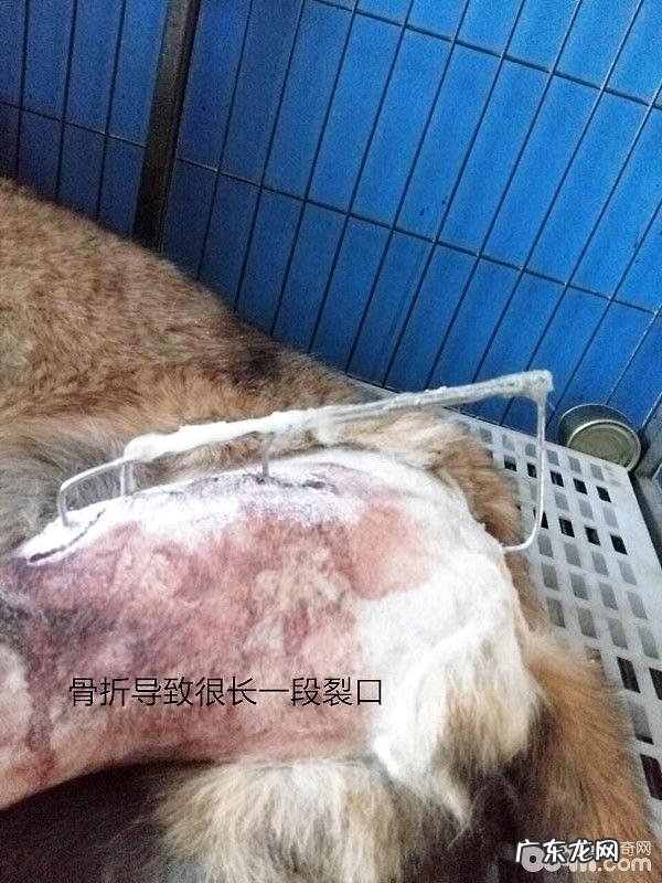犬几类病案的伤口处理
