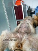 犬几类病案的伤口处理